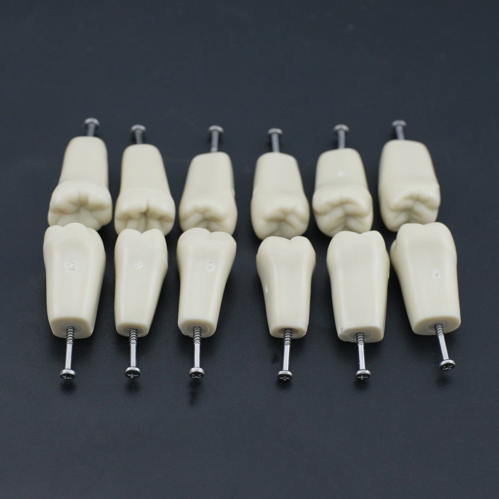Dental Replacement 32PCS Teeth Typodont Screw-in Model Columbia 860 Type