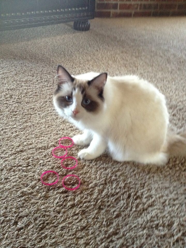 Kitty Rings / milk jug rings