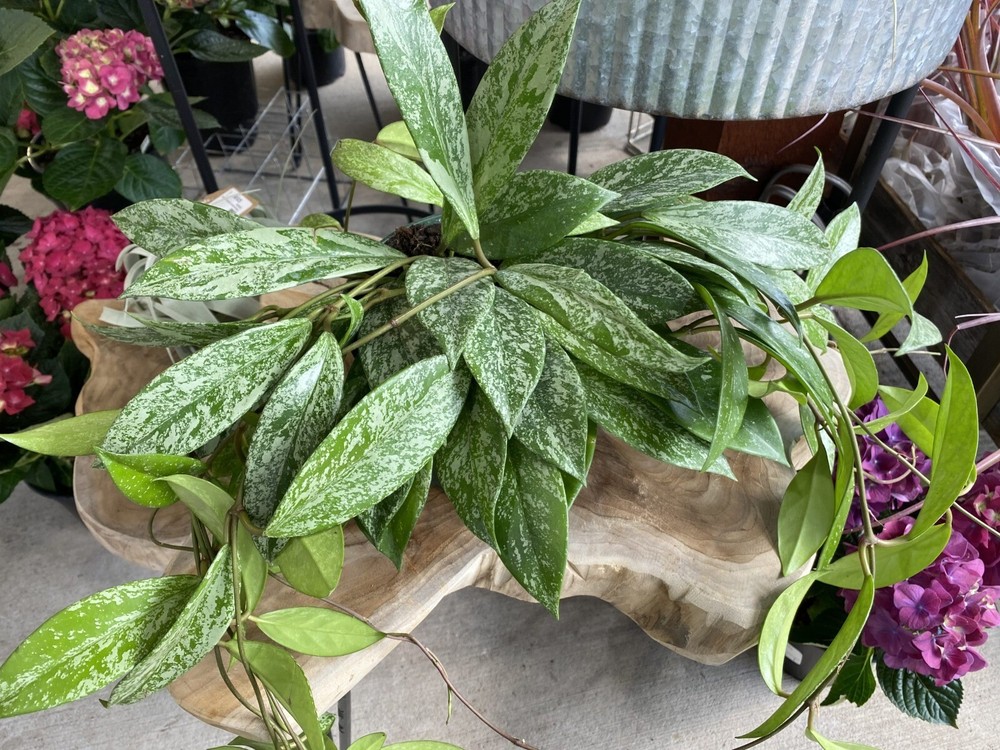 hoya pubicalyx splash Free Phytosanitary Ship DHL Express