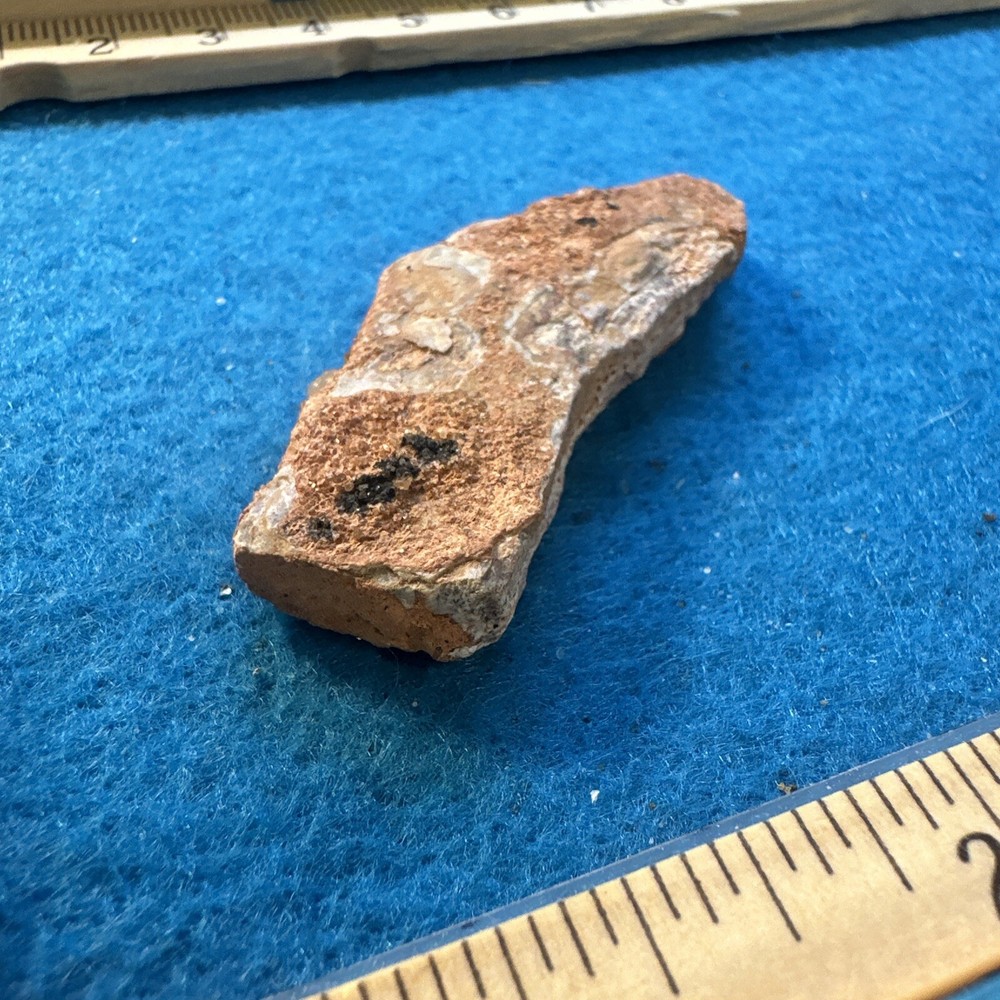 Spinosaurus Extinct Dinosaur Bone Fossil in Display Case