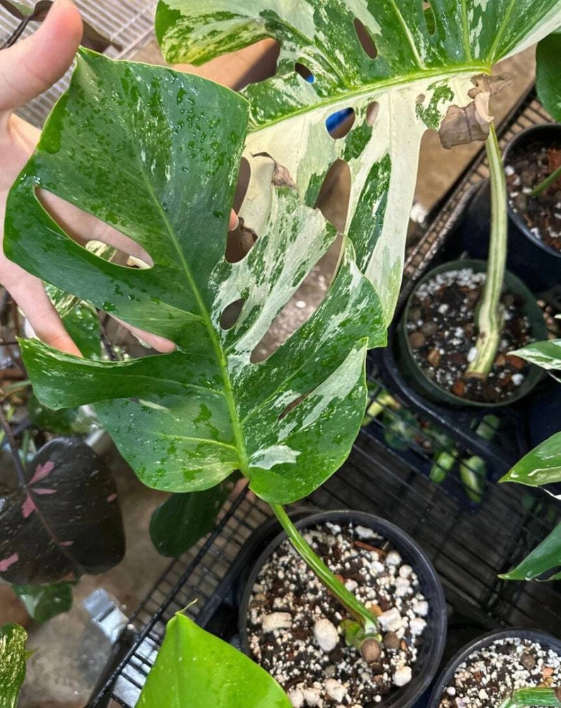 Monstera Albo High Variegation, rooted+cutting DISCOUNTED