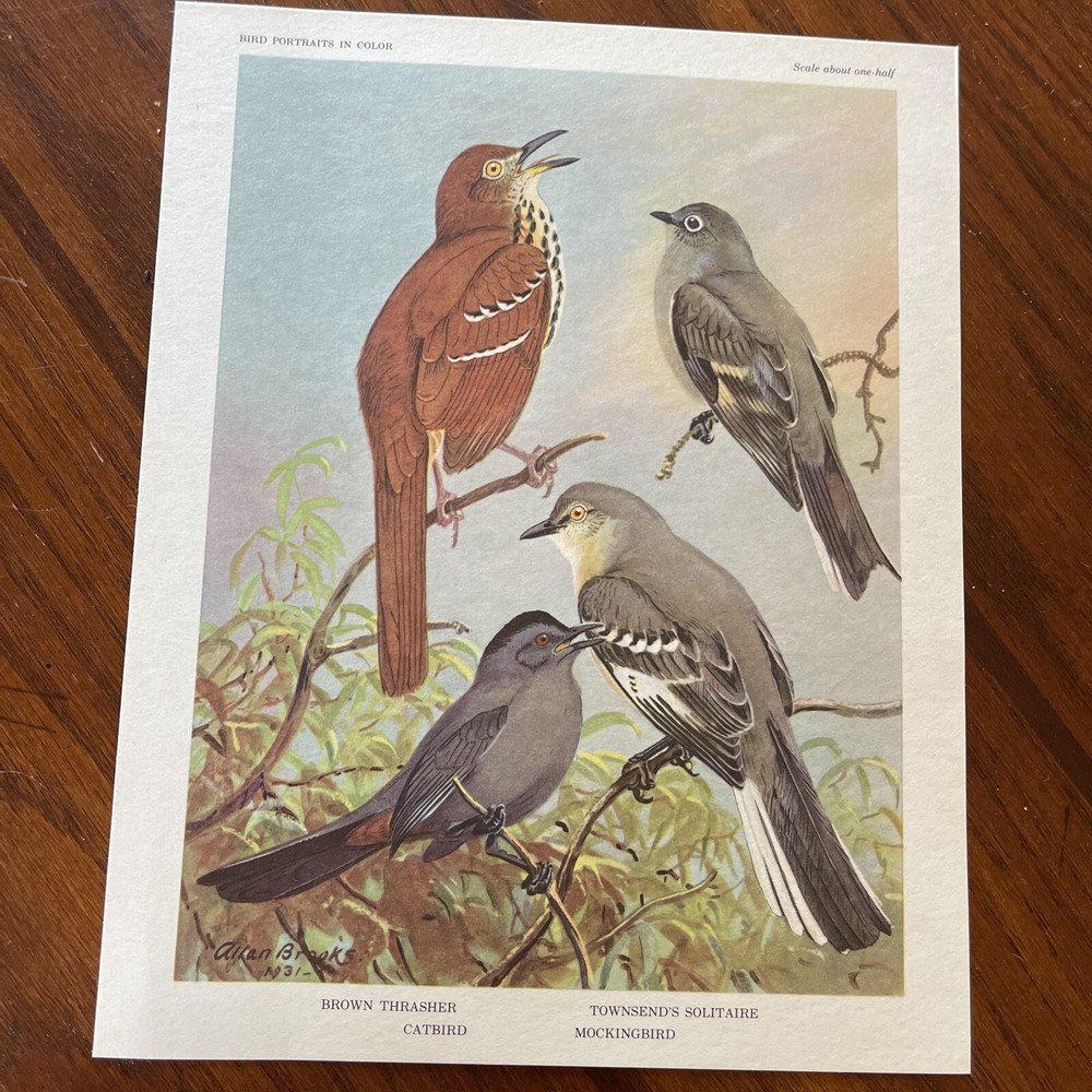 Vintage Bird Prints Suitable For Framing & Gift Giving