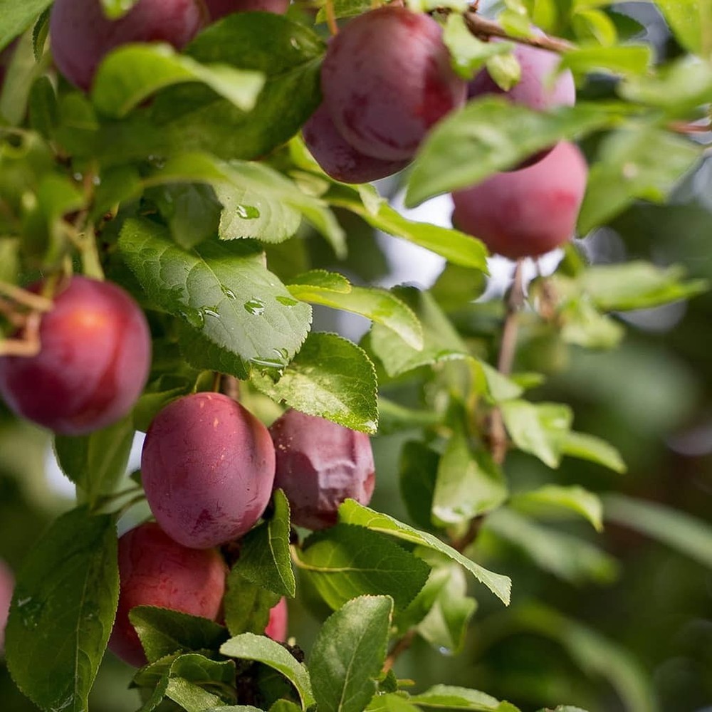 Au Rubrum Plum Grafted Fruit Tree 18-24" Bare-Root