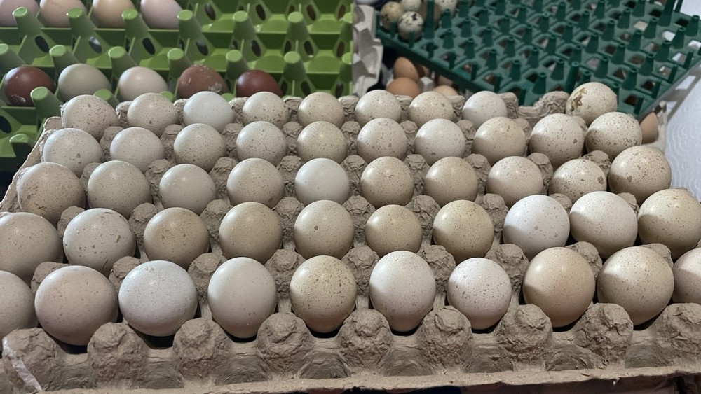 36+4 Fresh Chukar Partridge Hatching Eggs