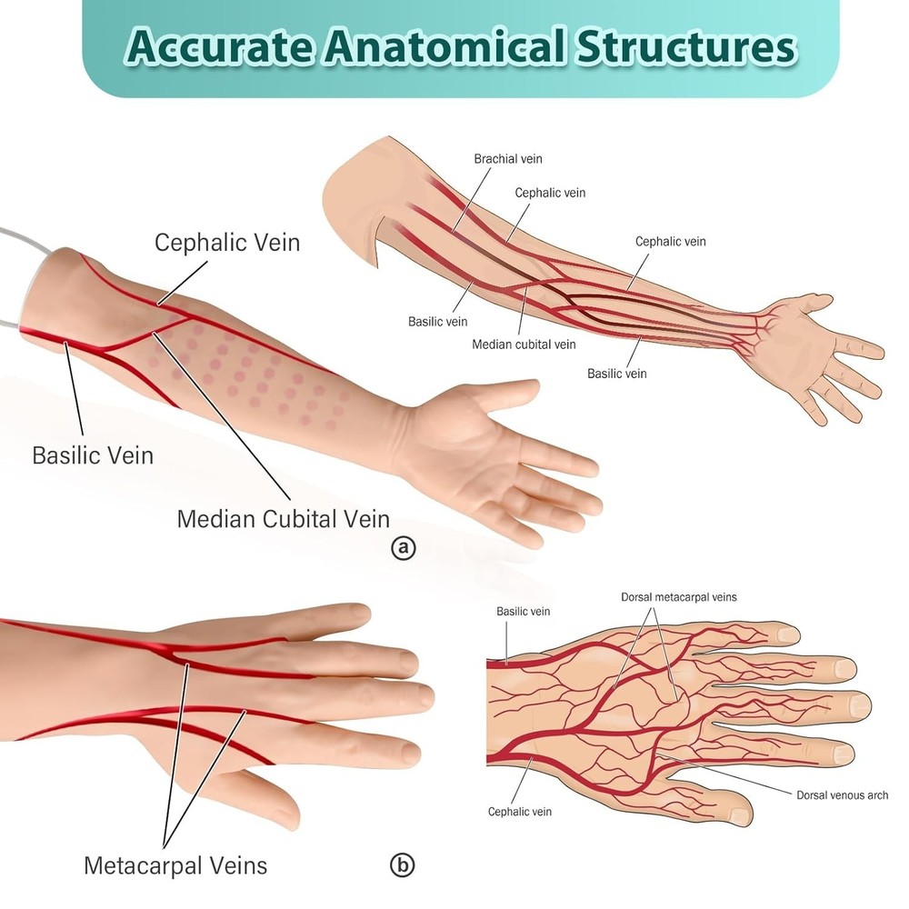 Intravenous Practice Arm with 30 Injection Points for Enhanced Medical Training