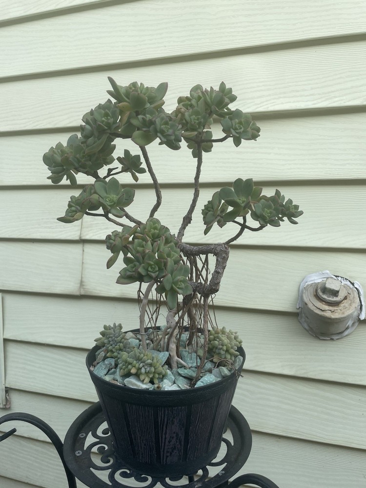 Bonsai Tree Aeonium Haworthia Tree Ship With Bare Rooted