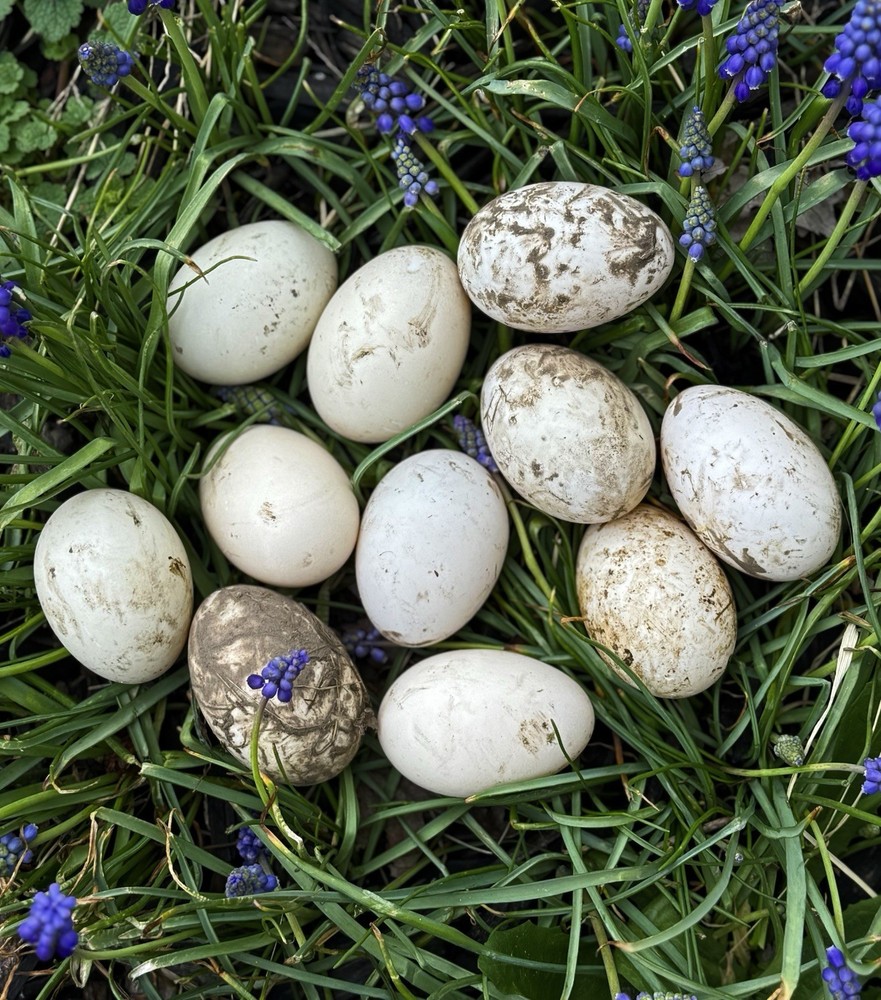 SURPRISE Mixed Chicken, Duck, Goose hatching eggs