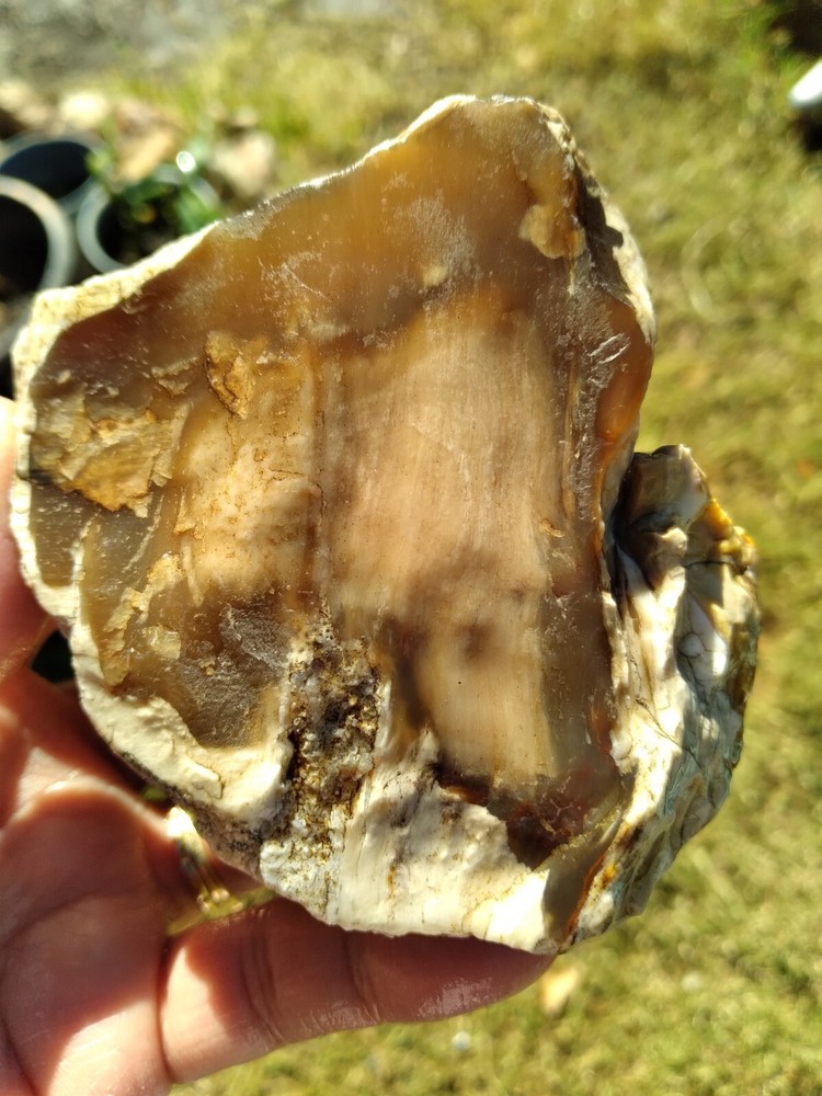 Agatized Wood  (New Mexico), It Fluorescent Under UV Light