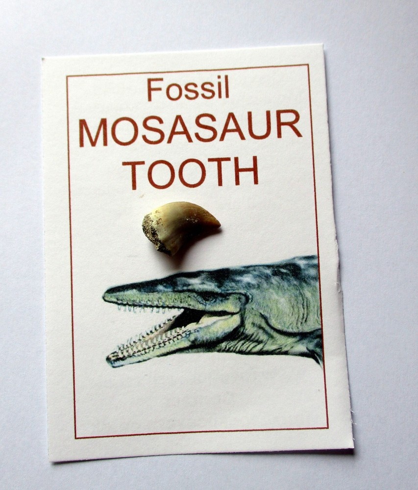 Mosasaur Tooth, great gift idea for children.