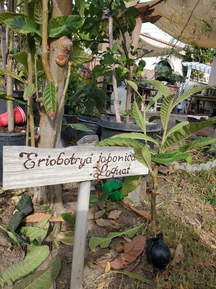 Champagne Loquat Tree (about 14".)  From Cutting.