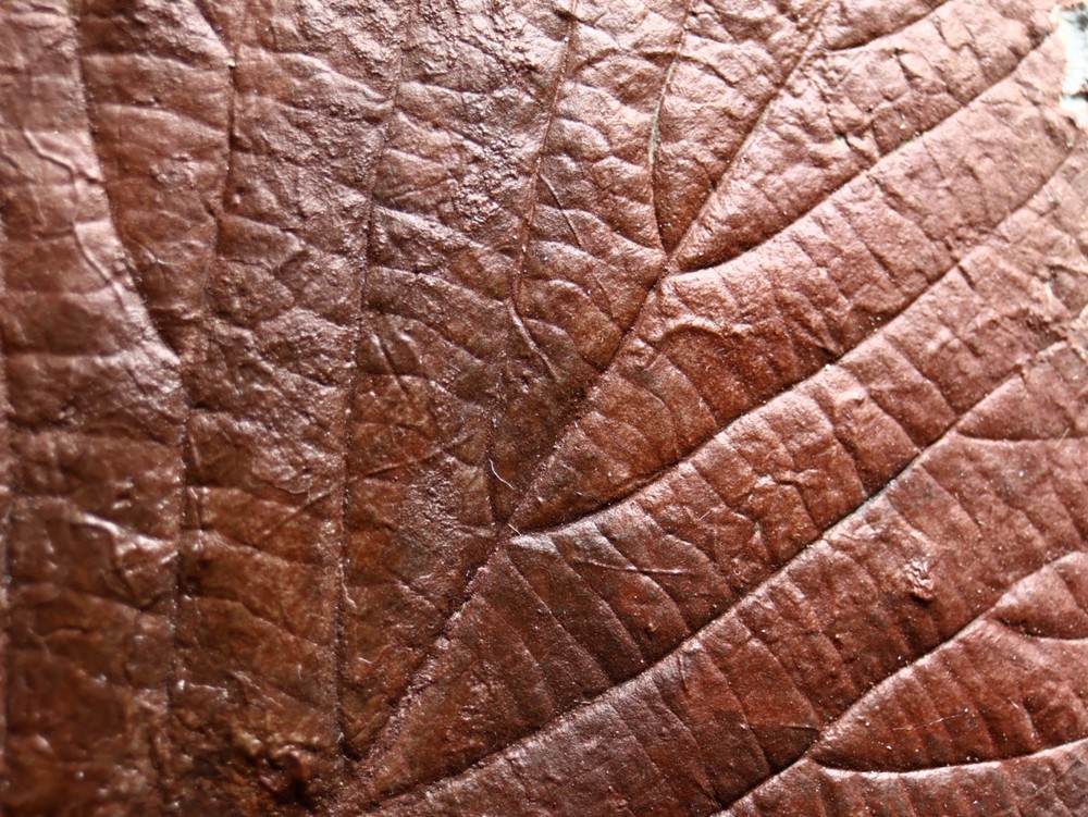 Gorgeous Leaf Fossil, Glendive, Montana
