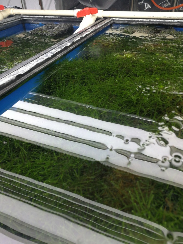 Christmas moss and java moss- long strains, homegrown,ada,WYSIWY