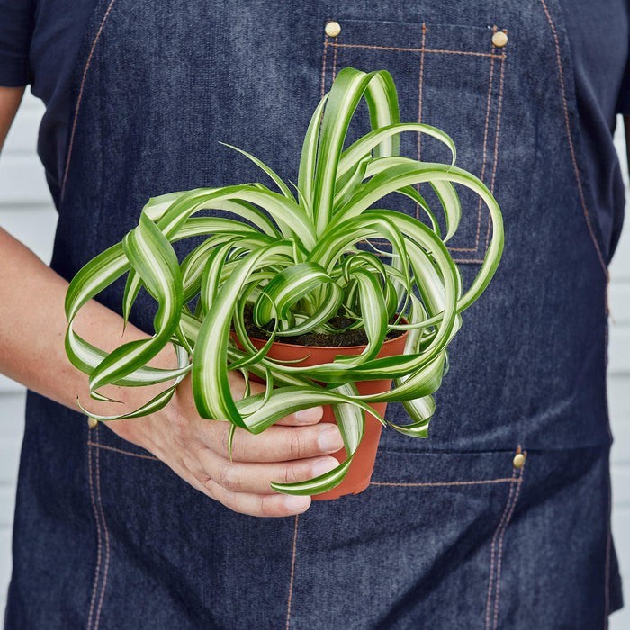 Spider Plant 'Bonnie' 3" Pot