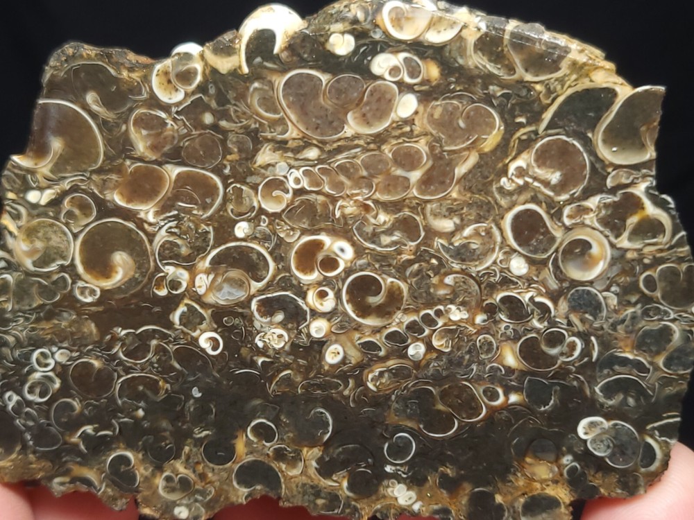 Turritella Agate rough slab 3"x2.5"x1/4" (2.1 oz.)
