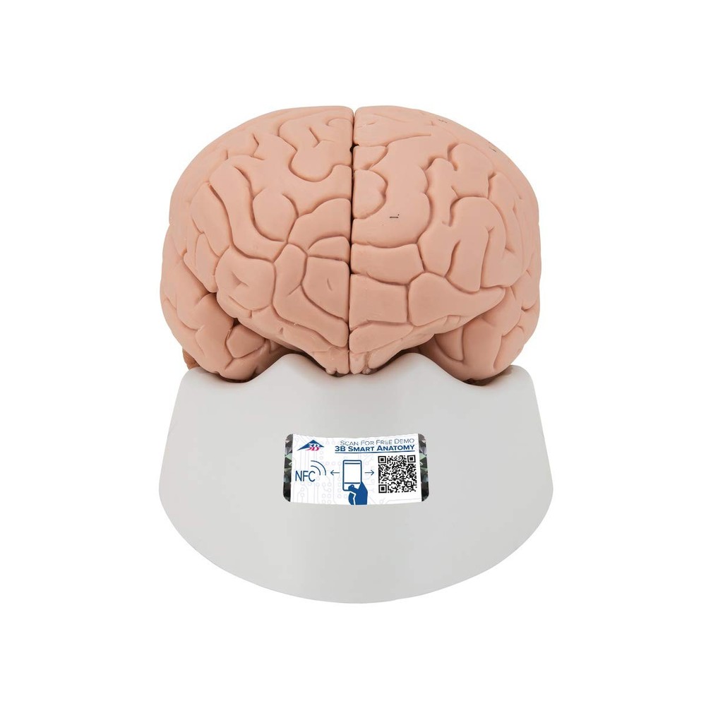 C15 Introductory Brain 2-part - 3B Smart Anatomy