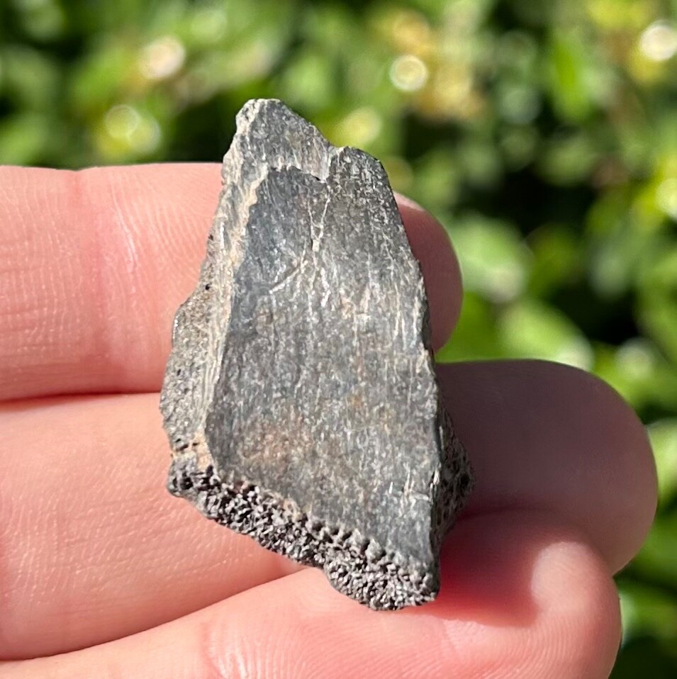 Fossil Turtle Shell Florida Pleistocene Ice Age Reptile Bones 1.42”