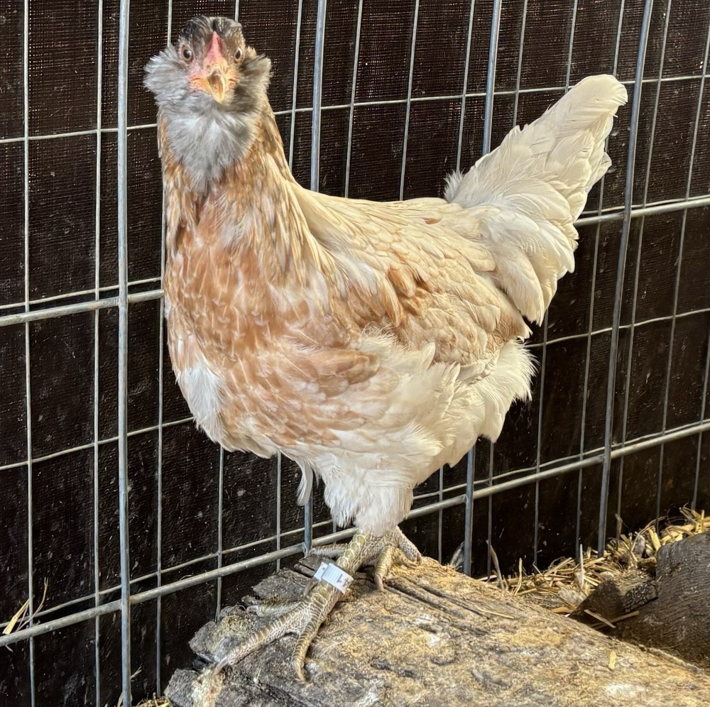Whiting True Blue hatching eggs (12 Eggs)