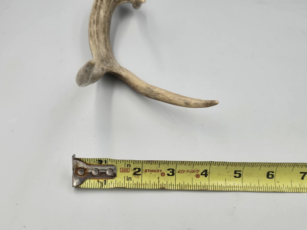Unique deer antler shed ✅️