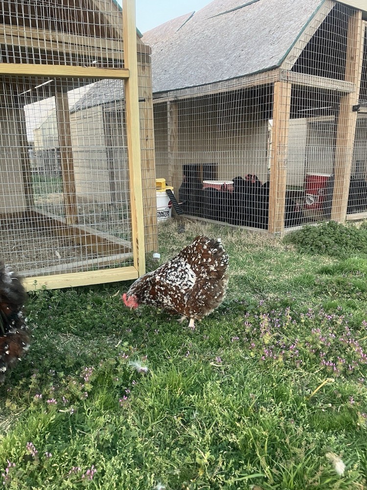 6+ Jubilee English Orpington Hatching Eggs