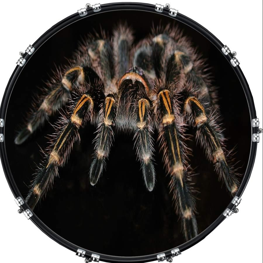 20" Custom Bass Kick Drum Front Head Graphic Graphical Spider 4