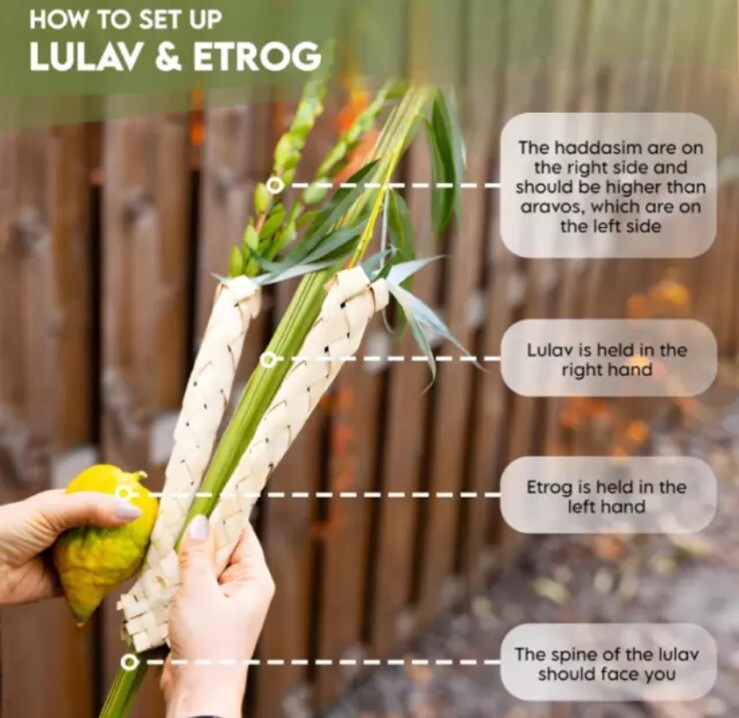 Kosher Lulav and Etrog set from Israel/Morocco - Basic Set Kosher + extra aravot