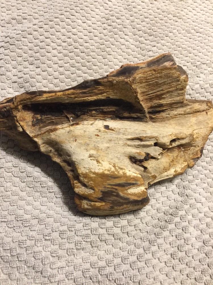 petrified wood log
