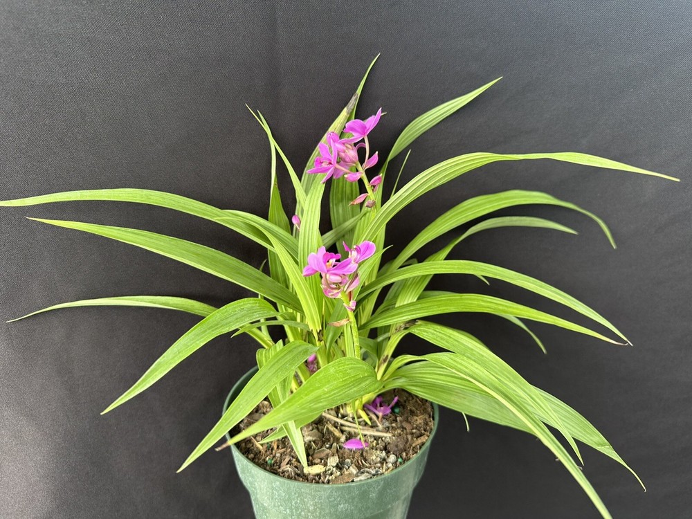 Spathoglottis Plicata - Ground Orchid. Potted.