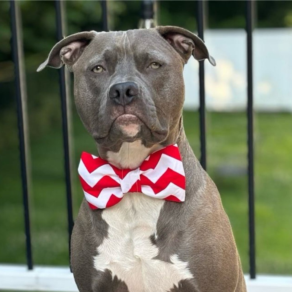 Turquoise Chevron Pet Bow Tie or Sailor Bow-4 Sizes Available