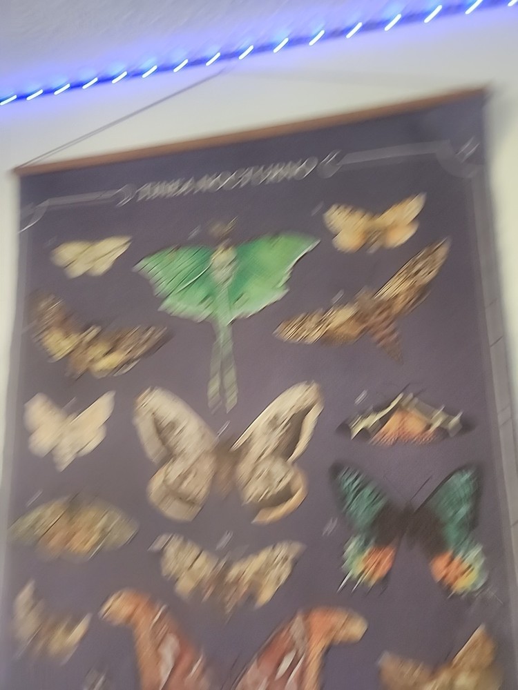 Butterfly and Moth Hanging Deco Wall Art