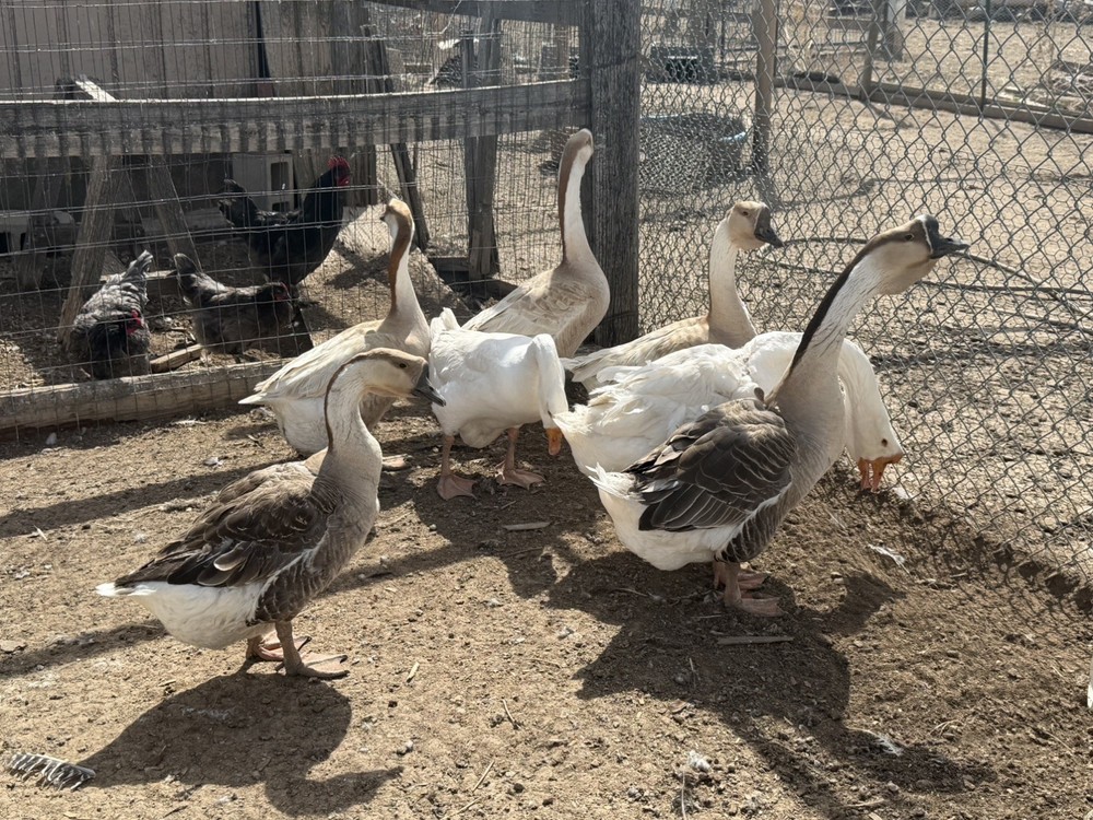African Dewlap geese Hatching Eggs