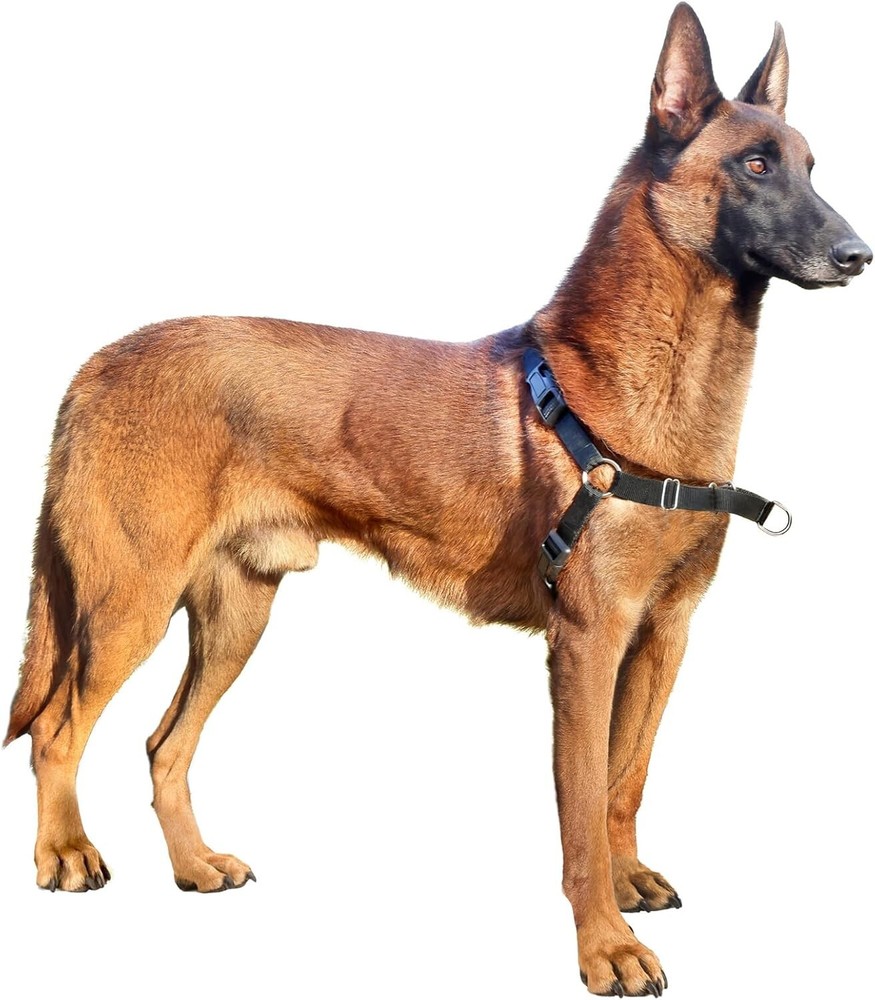 No Pull Dog Harness with Dog Leash, Easy to Control Walking Harness (Medium)