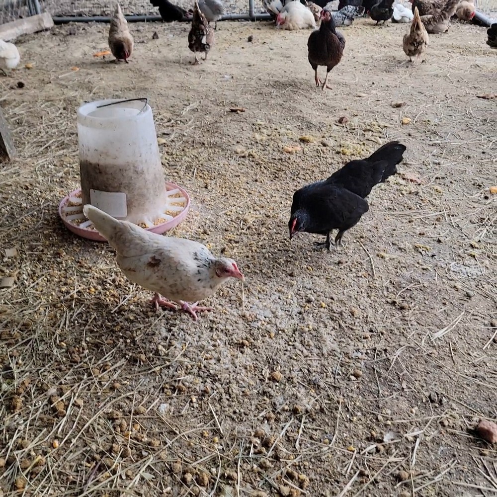 24+ Serama Bantam Hatching Eggs 4-H