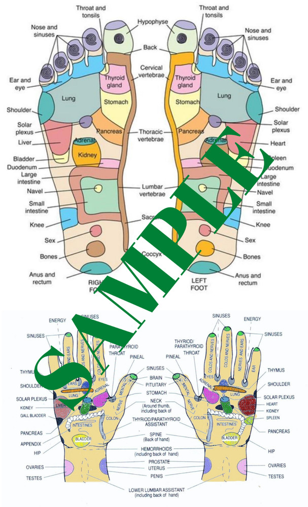HAND & FOOT REFLEXOLOGY CHART POSTER - LAMINATED   9" x 14.5"