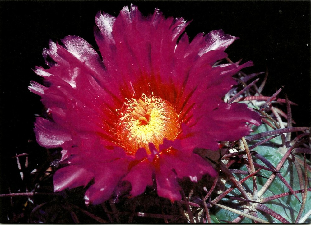 CACTUS, ECHINOCACTUS HORIZONTHALONIUS, NOTE CARD