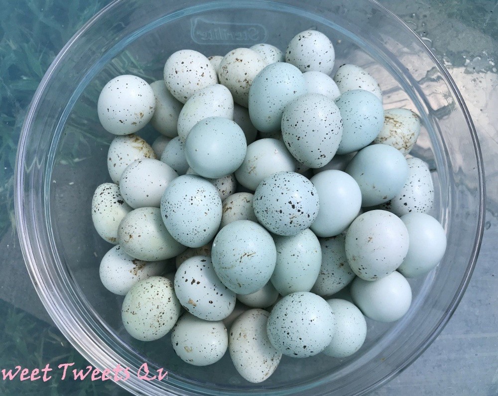 7+ Celadon Blue Coturnix Quail Hatching Eggs - 100% BLUE