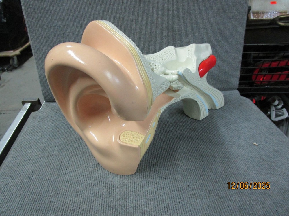 Denoyer Geppert Medical Ear Display