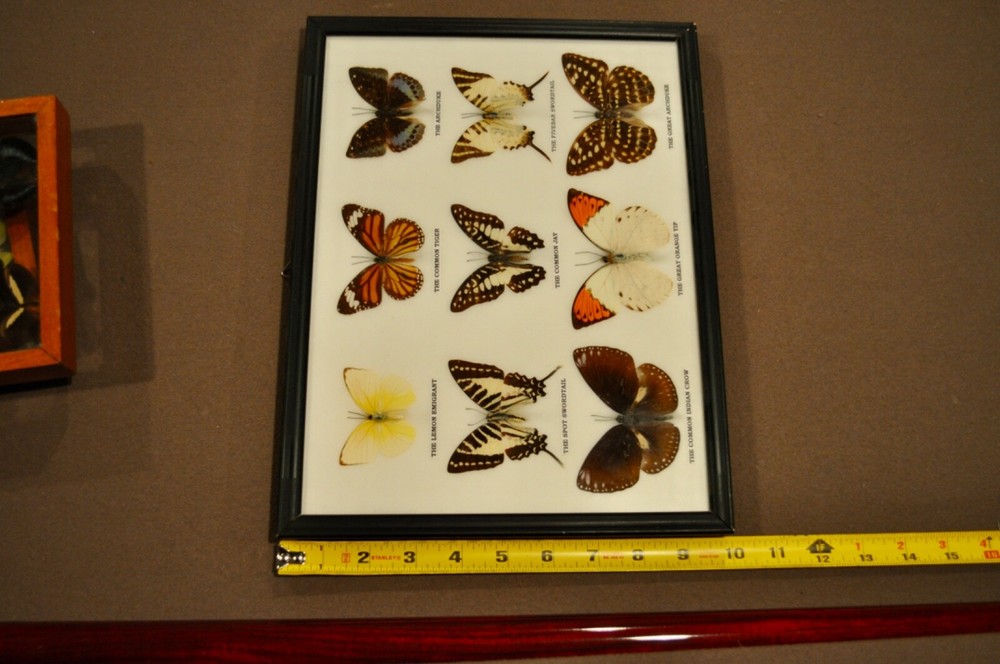 FRAMED Butterflies : 9 Butterflies