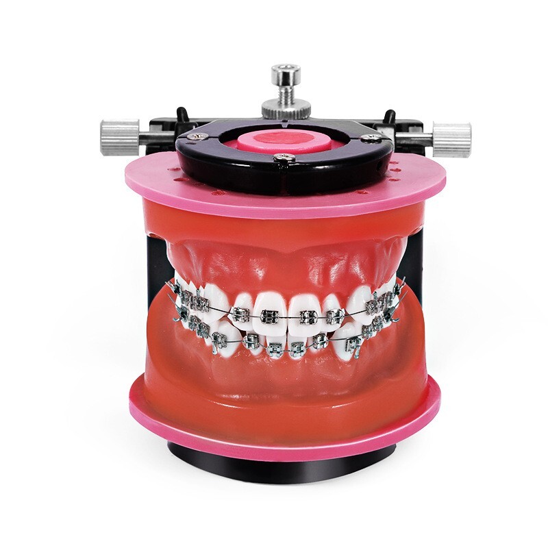 Reusable Dental Typodont Orthodontics Model Wax Teeth Training Practice
