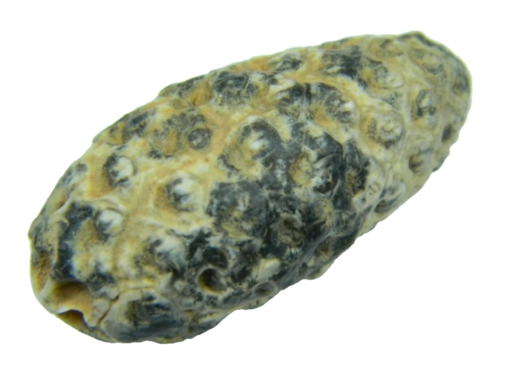 Fossil Seed (PINE) Cone Morocco 1.46 inch - 13.97 grams