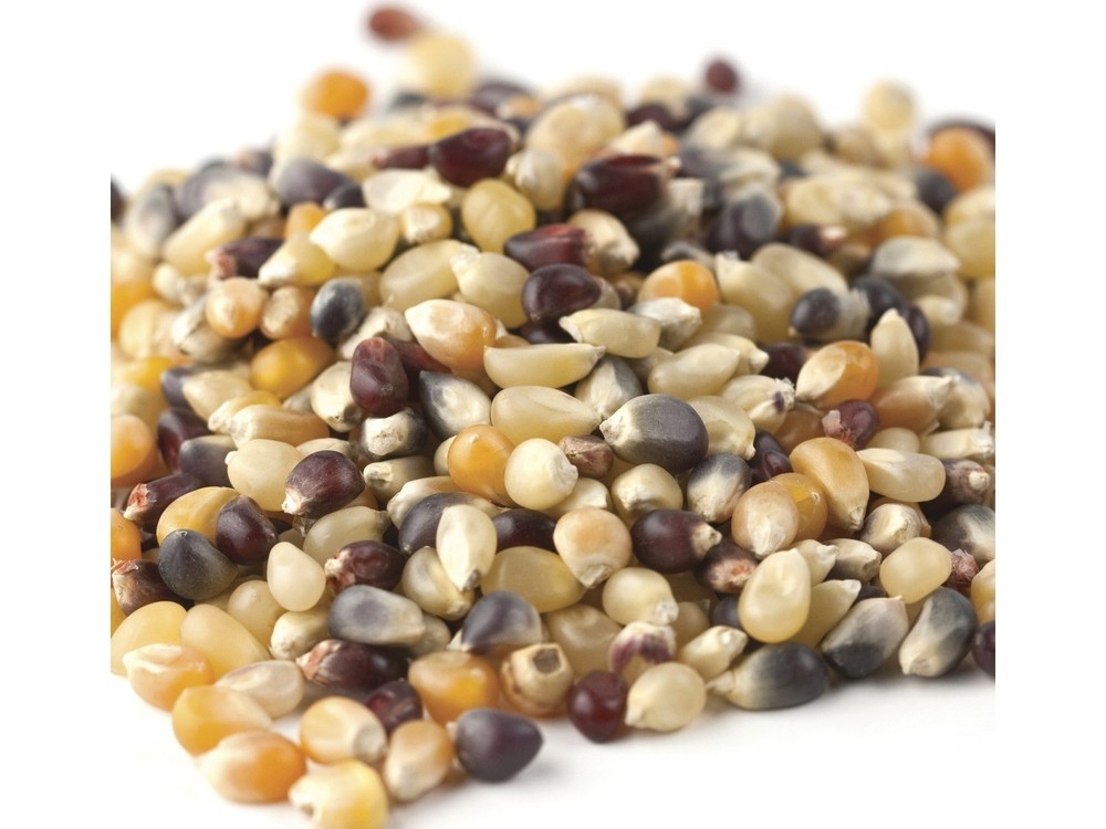 Rainbow Tri-Color Popcorn Kernels ~1/2lb BAG ~SHIPS FREE