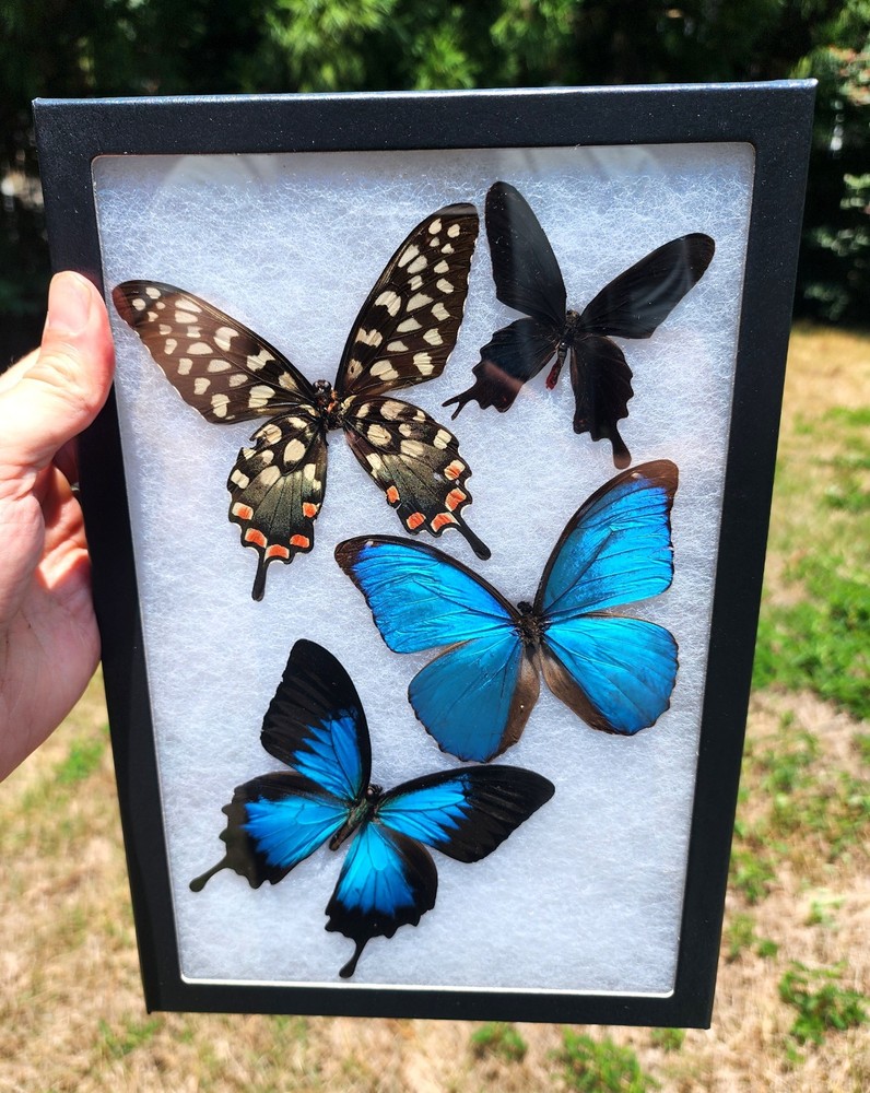 Framed Real Butterflies 8x12 Riker Mount with attached hanger - Second Quality