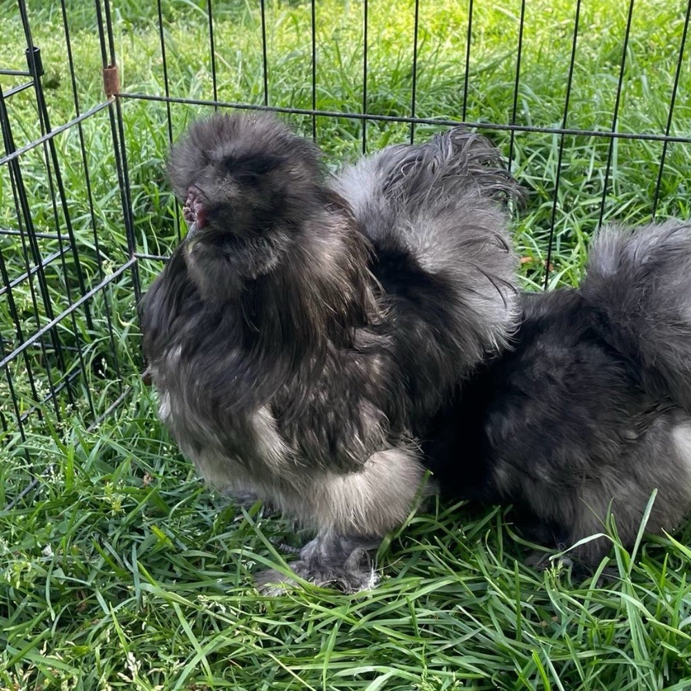 6 quality Silkie Hatching Eggs