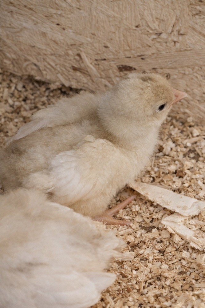 White Maran Hatching Eggs 12 + Eggs