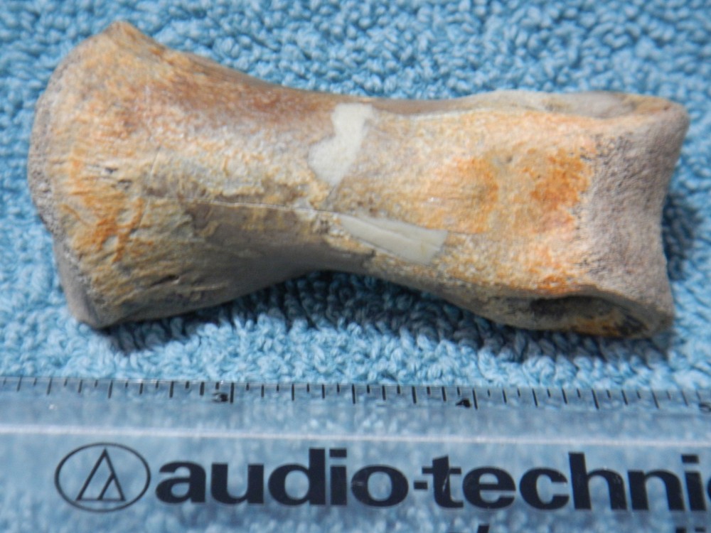 Fossil Toe Bone Struthiomimus Hell Creek Formation