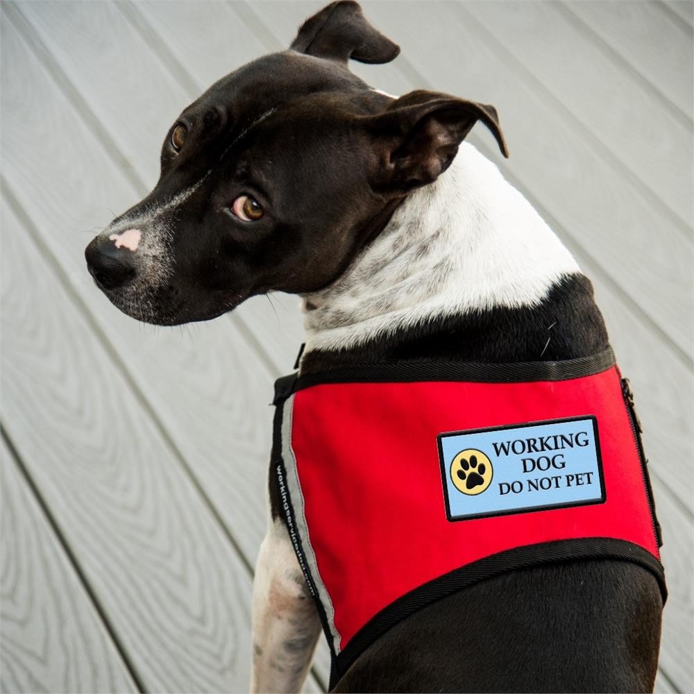 Working Dog Do Not Pet Sew-On Embroidered Patch