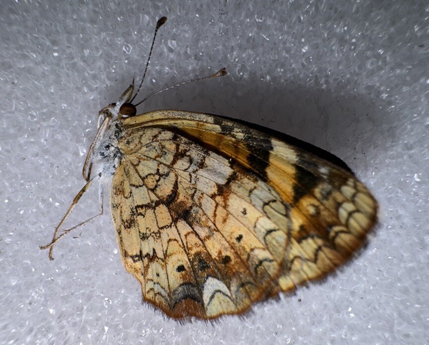 Pearly Crescent Butterfly Female #2 Phyciodes tharos