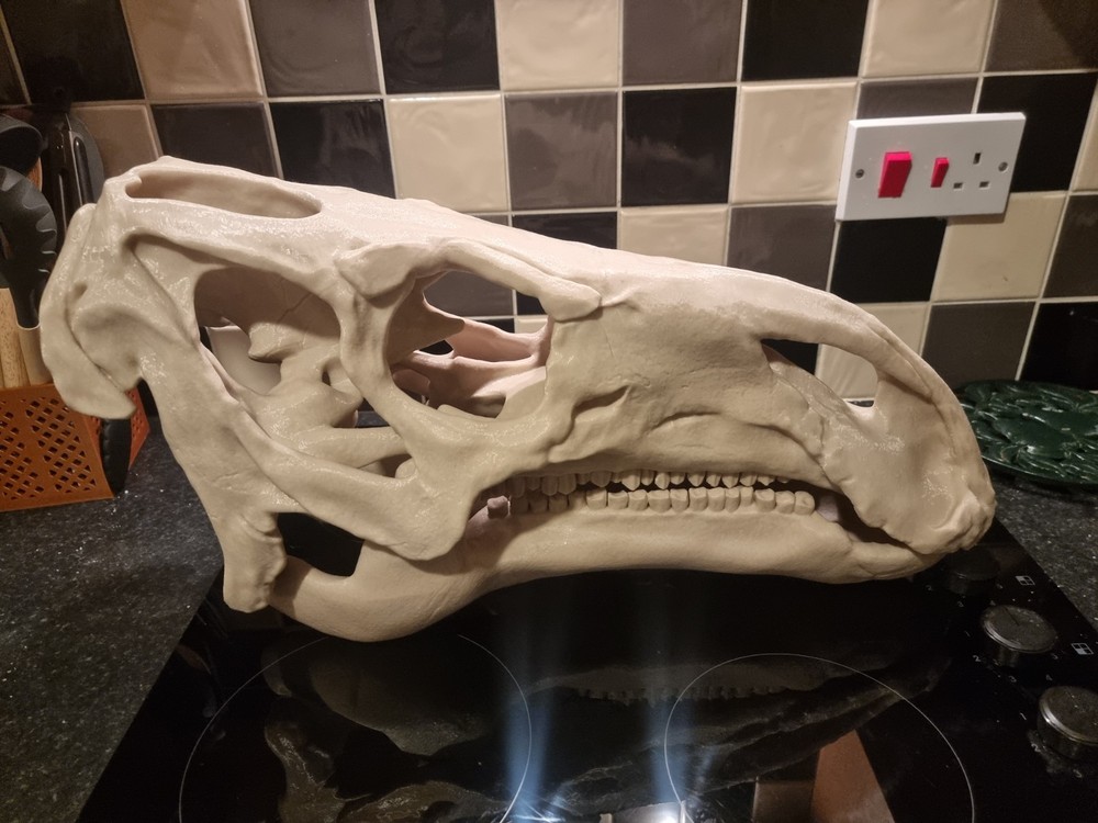 Iguanodon Replica Skull Large Dinosaur Skull Model