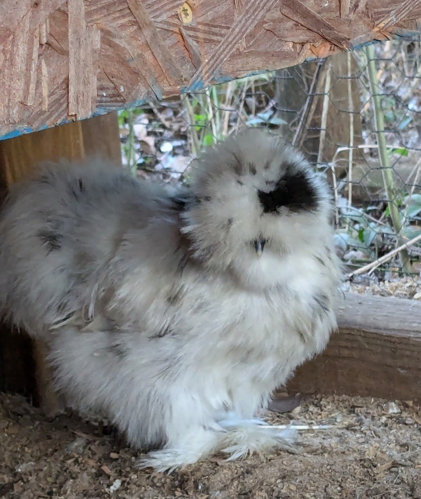 12 Quality Buff & Paint Eggs NPIP