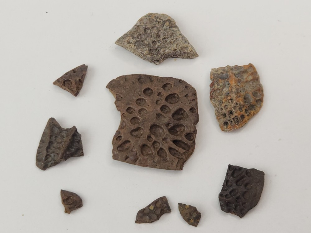 Lance Formation Micro Fossil Pack - Perfect for Teaching / Education - 70 Pieces