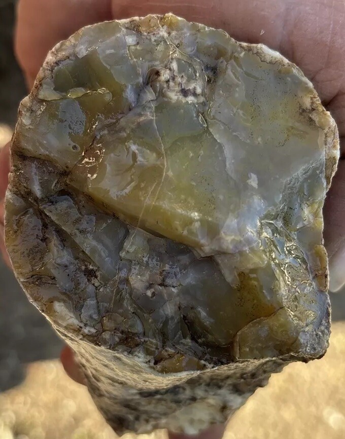 Silver Creek Junction Petrified Wood